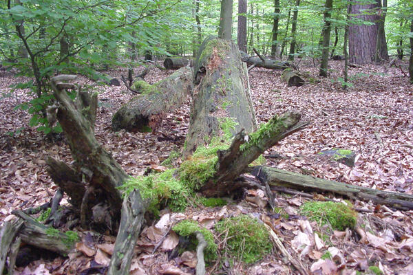 Bild vergrößern: Totholz im Stadtwald
